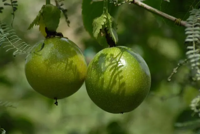 Les 10 Étapes pour Composer un Panier de Fruits Parfait