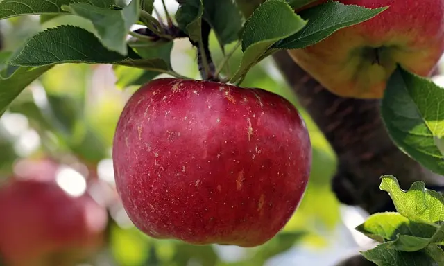 Comment Démarrer un Potager pour Avoir des Fruits Frais