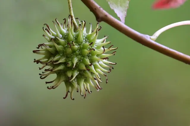 10 Astuces pour Éviter le Gaspillage de Fruits dans votre Panier