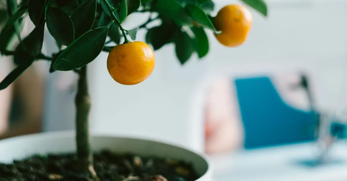 Top 7 des Fruits à Cultiver chez Soi