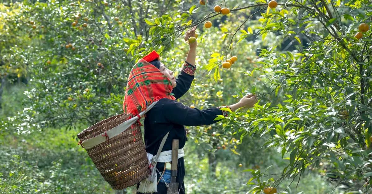 Les Panier de Fruits : Alternatives Écologiques au Papier Cadeau