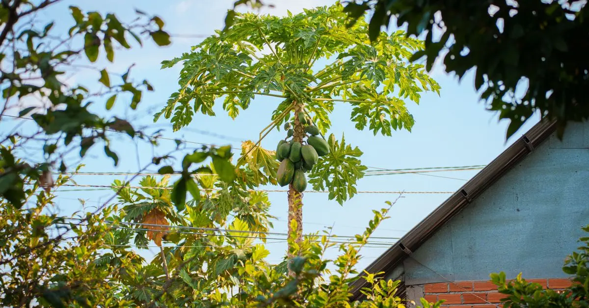 Comment Démarrer un Potager pour Fructifier Votre Panier de Fruits
