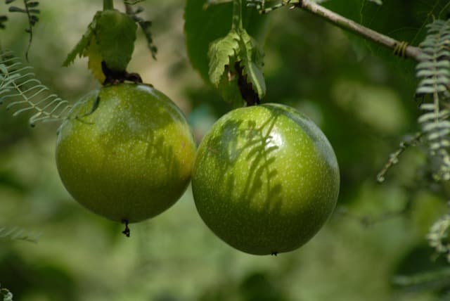 Quels Fruits Choisir pour une Sucette Glacée Maison